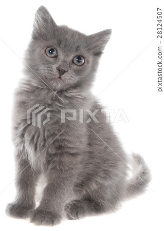 Small gray long haired kitten sitting isolated Small gray long haired kitten sitting isolated 28124507