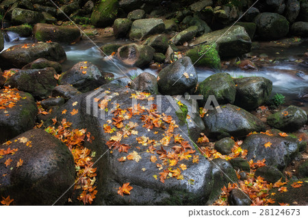 Stream Rocks With Autumn Leaves Stream Rocks With Autumn Leaves 28124673