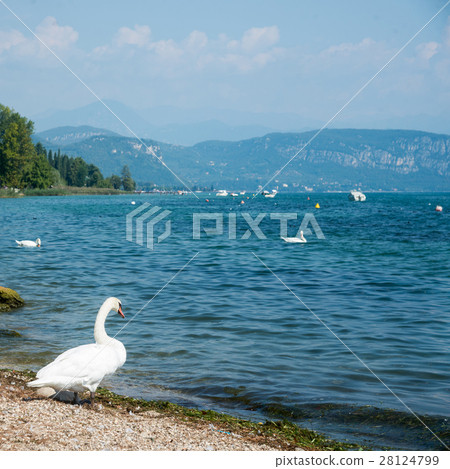 shore of Lake Garda shore of Lake Garda 28124799
