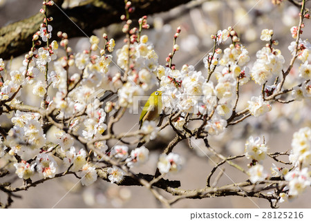 White plum and Mejiro White plum and Mejiro 28125216
