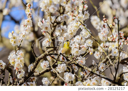 White plum and Mejiro White plum and Mejiro 28125217