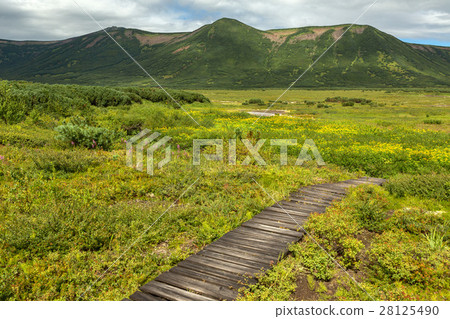 Wooden path in the Uzon Caldera. Kronotsky Nature Wooden path in the Uzon Caldera. Kronotsky Nature 28125490
