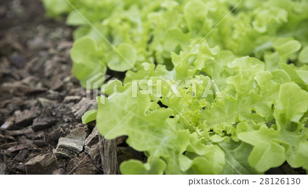 Green lettuce seedlings Green lettuce seedlings 28126130