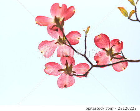 山茱萸紅色花 28126222