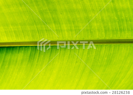 green banana leaf close up green banana leaf close up 28126238