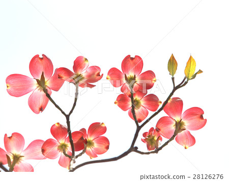 Dogwood red flower 28126276