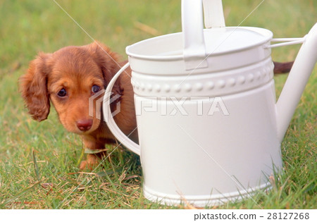 Miniature Dax Miniature Dax 28127268