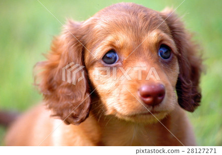 Miniature Dax Miniature Dax 28127271