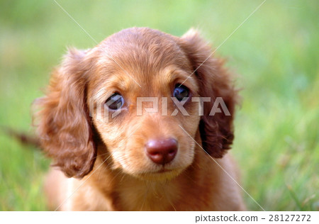 Miniature Dax Miniature Dax 28127272