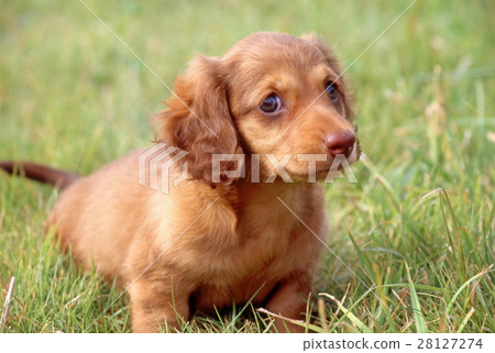 Miniature Dax 28127274