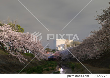 Night cherry blossoms Yamazaki River Nagoya 28127276