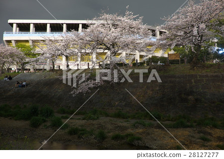 Night cherry blossoms Yamazaki River Nagoya 28127277