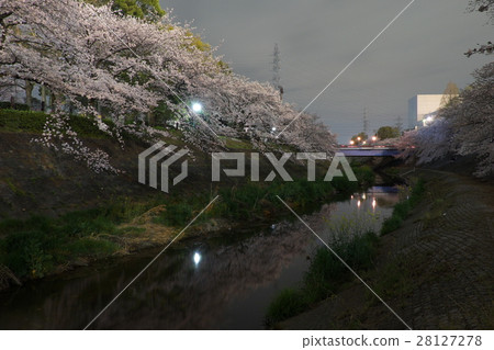 夜櫻花山崎河名古屋 28127278