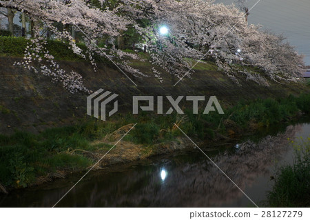 夜櫻花山崎河名古屋 夜櫻花山崎河名古屋 28127279