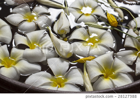 浮在水面上的花 浮在水面上的花 28127388