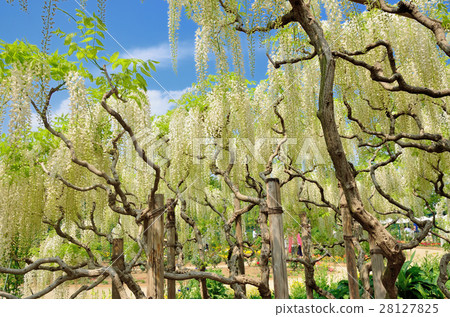 Blossoming flowers in full bloom Tochigi prefecture Ashikaga Flower Park 28127825