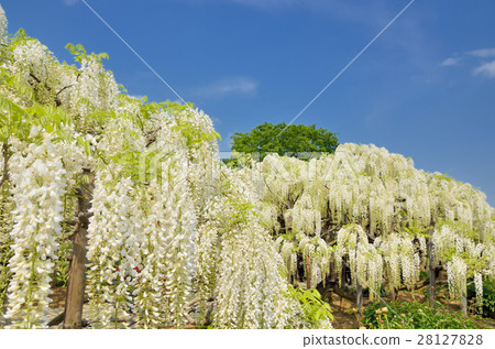 在盛開的栃木縣足利花卉公園盛開的鮮花 28127828