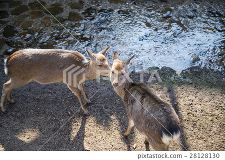 Deer's Kiss 28128130