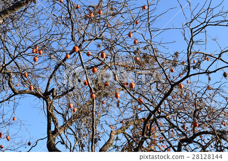 Dried persimmons which became persimmon trees found around Mihabara Ashihara Park 28128144