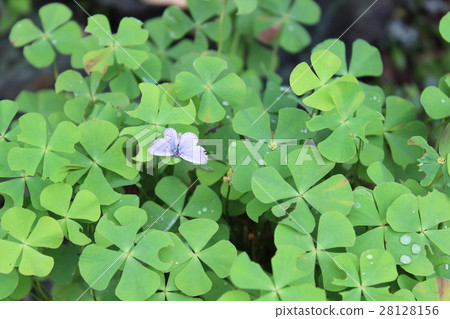 Butterfly and four leaf clovers Butterfly and four leaf clovers 28128156