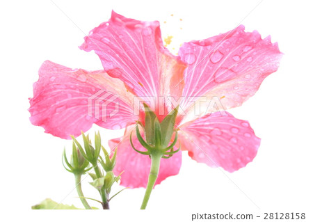 閃閃發光的芙蓉 閃閃發光的芙蓉 28128158