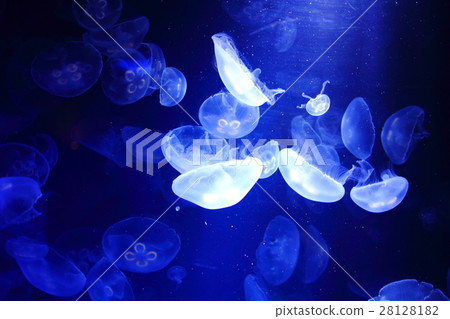 Clown anemonefish 28128182