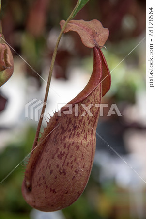 Catch bag of the tropical insectivorous, Nepenthes 28128564