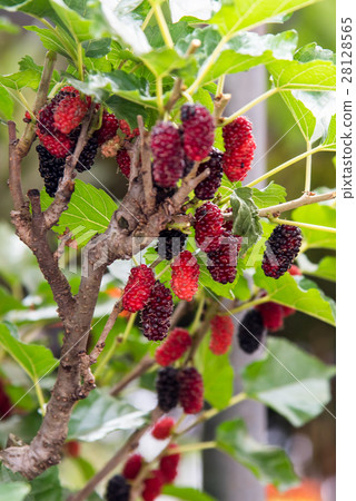 Mulberries on the tree. 28128565