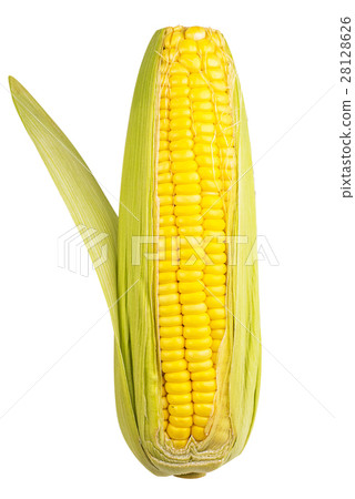 Corn isolate photo on white background. Corn isolate photo on white background. 28128626