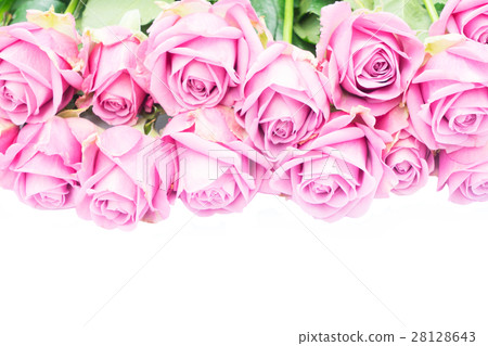 Violet blooming roses 28128643