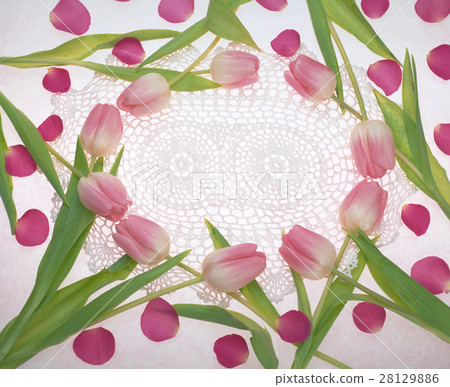 tulip tulip 28129886