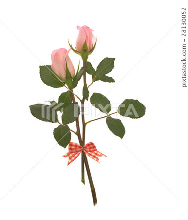 玫瑰花 28130052