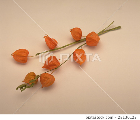 果子 燈籠草 28130122