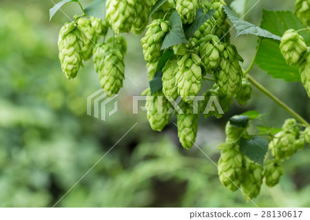 Green hop cones Green hop cones 28130617