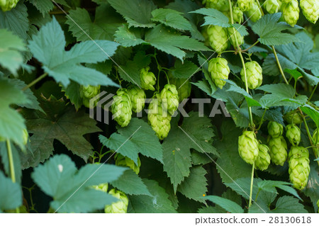 Green hop cones Green hop cones 28130618