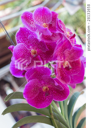 orchid flowers with leaves 28131658