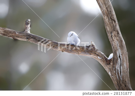 Shimanega Long tailed tit titmouse Shimanega Long tailed tit titmouse 28131877