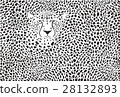Background cheetah skins and head 28132893