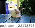 Lihue's city cat 28132898