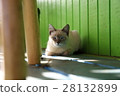 Rehue's city cat backlight 28132899