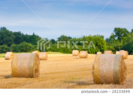 Italian countryside panorama. wheat round bales Italian countryside panorama. wheat round bales 28133849