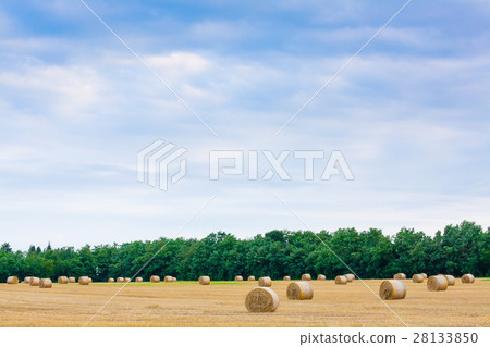 Italian countryside panorama. wheat round bales Italian countryside panorama. wheat round bales 28133850