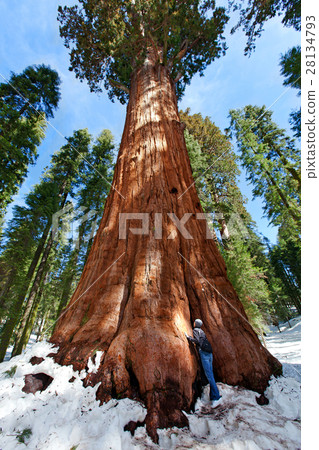 person enjoying sequoia NP 28134793