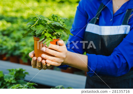 taking care of plant taking care of plant 28135716