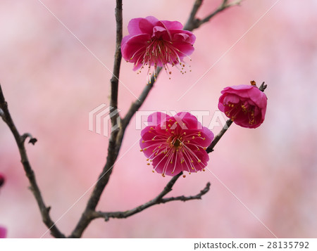 Ume plum · cheese 28135792