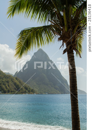 Piton and palm tree in Saint Lucia Piton and palm tree in Saint Lucia 28136418