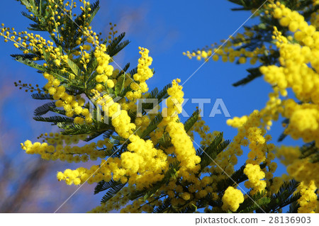 Mimosa flowers 28136903