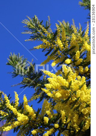 Mimosa flowers 28136904