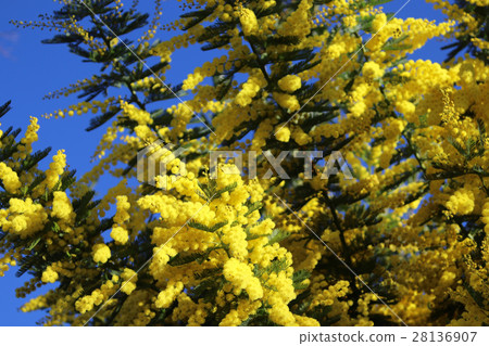 Mimosa flowers 28136907