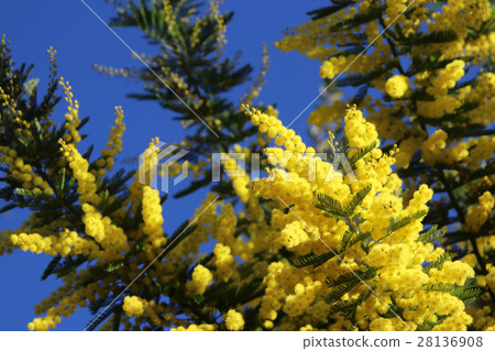 Mimosa flowers 28136908